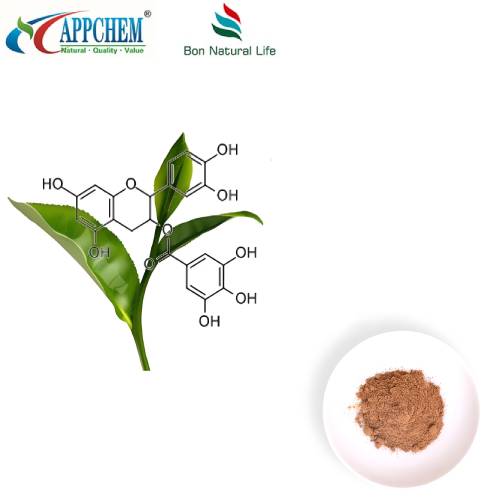 Grøn te ekstrakt polyphenol