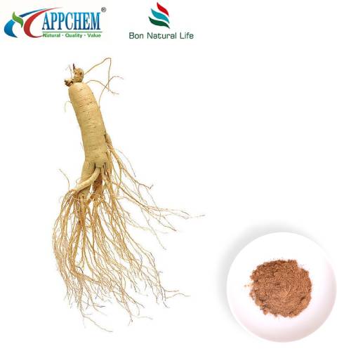 Panax Ginseng ekstrakt pulver